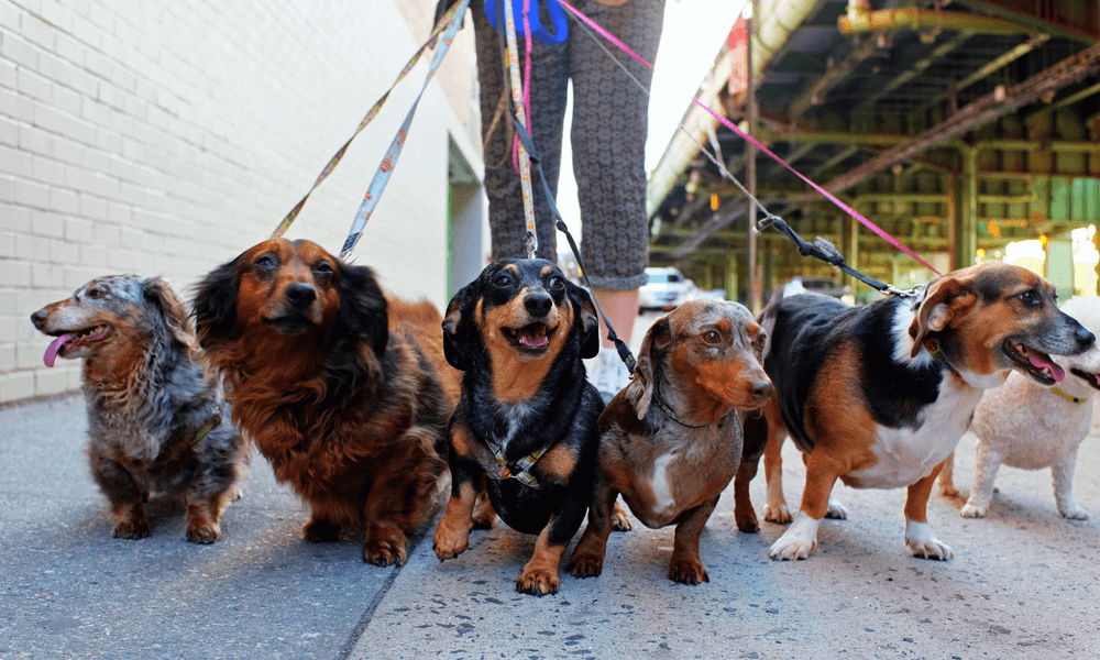 dogs-being-walked-on-leashes